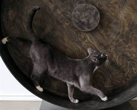 8 Best Cat Exercise Wheel Selections For Your Indoor Cat - The Pet Staff