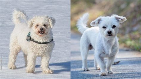 Havachon (Bichon Frise & Havanese Mix): Pictures, Guide, Info, Care ...