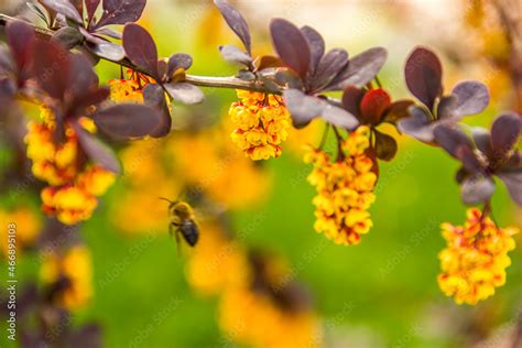 bee on flowers of Thunbergs barberry (Berberis thunbergii) Stock Photo ...