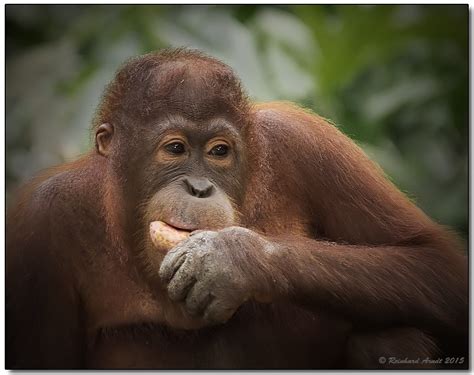 Borneo wildlife #4 Foto & Bild | tiere, wildlife, säugetiere Bilder auf fotocommunity