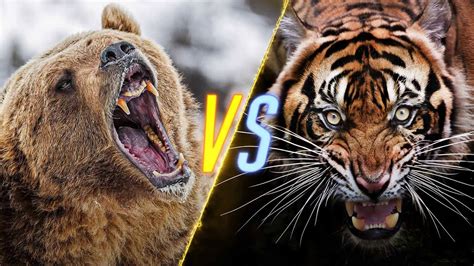 Tiger Vs Bear Fight