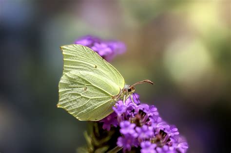 Common Brimstone Butterfly Insect - Free photo on Pixabay - Pixabay