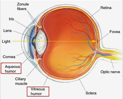 Cow Eye Dissection Vitreous Humor | BlageusDown