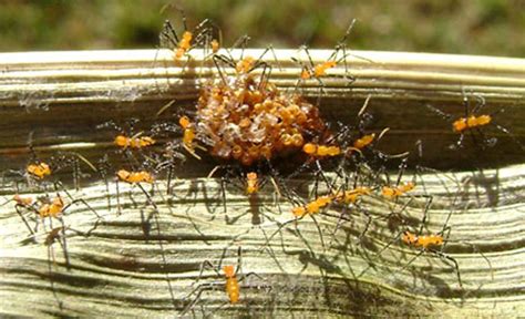 Milkweed Assassin Bug Nymph