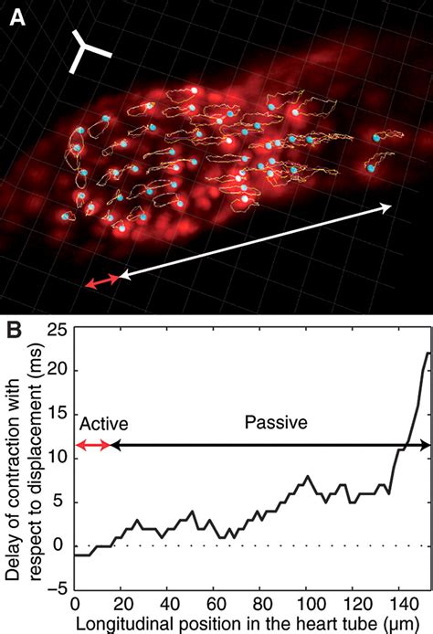 The Embryonic Vertebrate Heart Tube Is a Dynamic Suction Pump | Science