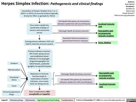 Herpes Simplex Virus (HSV) | Calgary Guide