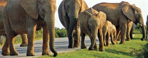 Tours: Addo Elephant National Park – Cape Medley Tours