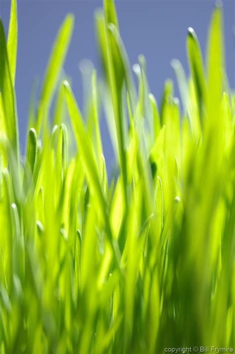 green grass