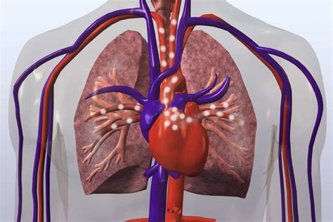 Pulmonary Circulation Definition, Function, Diagram, Facts, 49% OFF