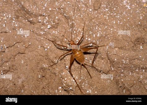 Cave Cricket, Rhaphidophoridae, Belize, Central America Stock Photo - Alamy