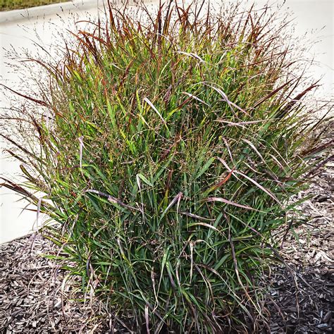 Shenandoah Switch Grass For Sale Online | The Tree Center