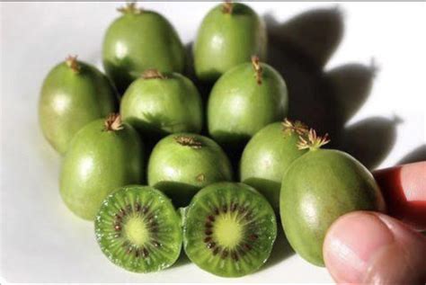 These are Kiwi Berries. A kiwifruit the size of a grape that has edible skin and can just be ...