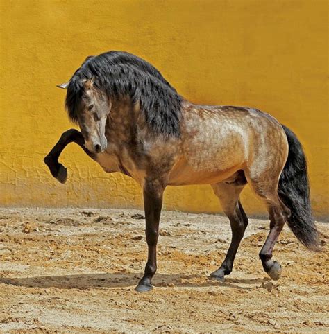 Magnificent sooty buckskin Lusitano horse. (photo Rita Fernandez ...