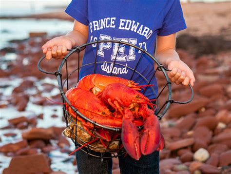 Lobster Season on PEI | Tourism Prince Edward Island | Lobster season, Lobster, Fresh lobster