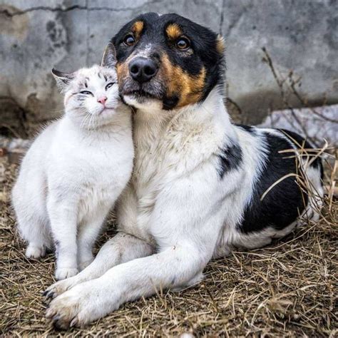 24 Beautiful Photos of Friendship Between Dogs And Cats | Animals friendship, Cat love, Dog cat