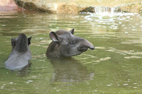 Brazilian Tapir | Southwick's Zoo