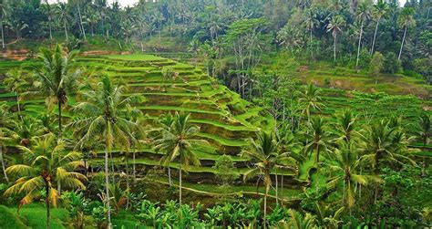 Hanging Gardens Ubud Bali | Centurion Magazine