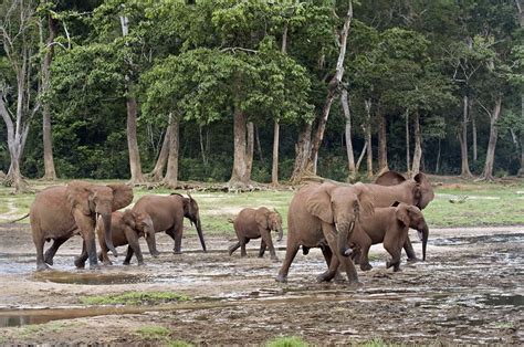 African forest elephant herd - Stock Image - C011/3435 - Science Photo ...