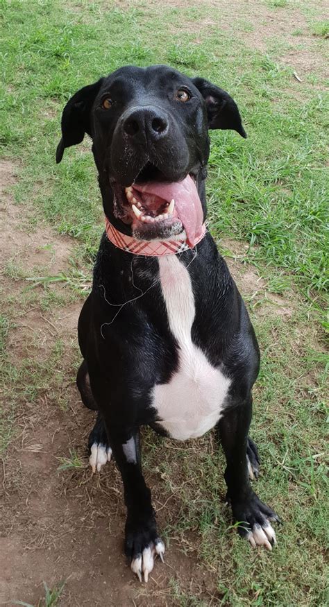 Elizabeth - Large Female Great Dane x Labrador Retriever Mix Dog in QLD ...