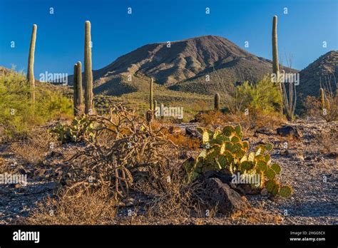 Table Top Mountain, sunrise, buckhorn cholla, prickly pear, giant ...