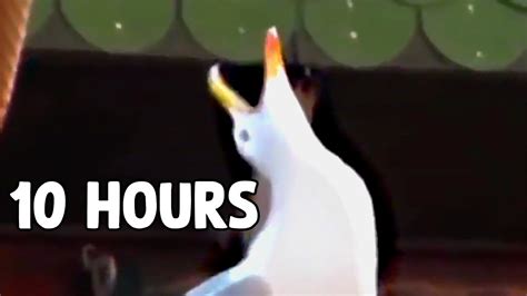 Laughing Seagull (Meme) 10 Hours - YouTube