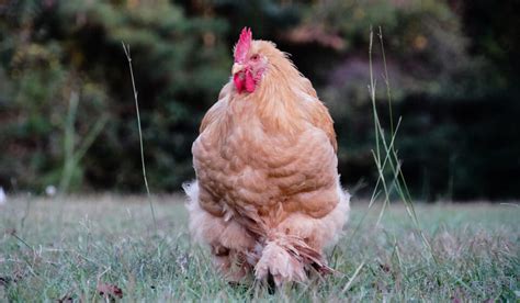 Cochin Chicken Breed Profile - Farmhouse Guide