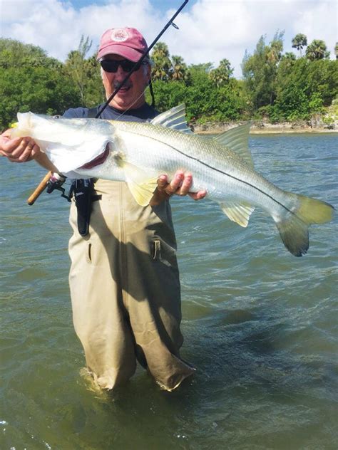 Snook Fishing with Live Baits Tips, Tricks and Techniques in 2020 | Snook, Fish, Marine animals