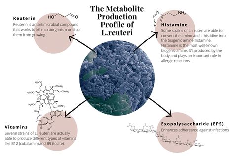 The Vital Role Lactobacillus Reuteri Plays In Your (and Your Babies) Health | Prana Thrive