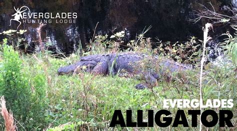 Florida Alligator Hunting Outfitters | Florida Alligator Hunts — Everglades Hunting Lodge