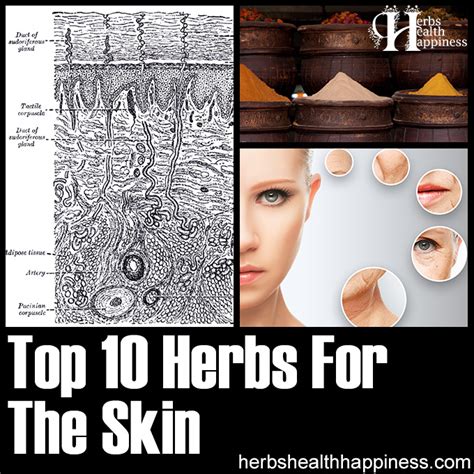 10 Herbs For The Skin - Herbs Health & Happiness