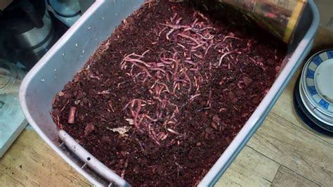 How To Raise Red Worms - RedWormFarms.com