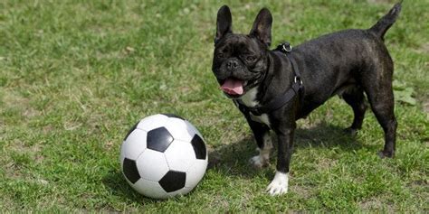 Dogs Loving The World Cup! Buzzfeed, Dog Love, World Cup, Posts ...