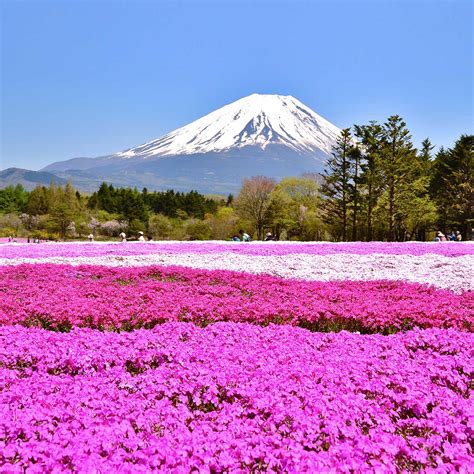 THE FUJI SHIBAZAKURA FESTIVAL -April 2023 - National Today