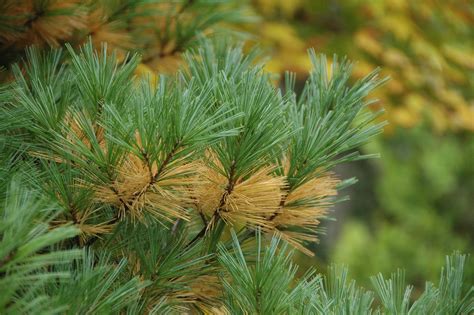 What’s wrong with my pine tree…? Nothing! - The Garden Professors™