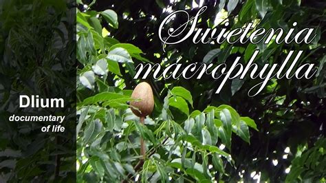 Big-leaf mahogany (Swietenia macrophylla) - part 1 - YouTube