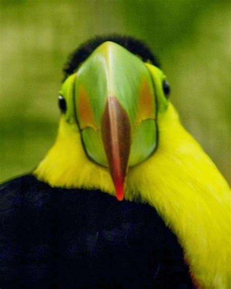 Somediffrent: Toucans Shine Bright With Their Brightly Colored Bills