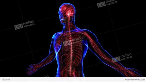 Human Nervous System Animation