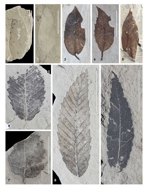 Plate 5. Fossil Fagaceae leaves from the (E) Eskihisar, (T) Tınaz, and ...