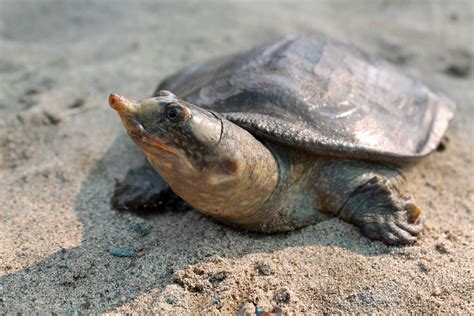 Indian Turtle Species