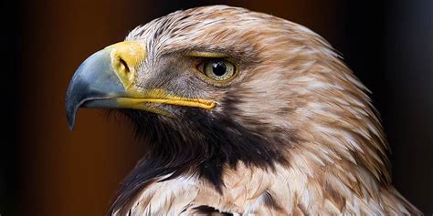 Imperial eagle - unapproachable bird | DinoAnimals.com