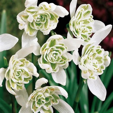 Double Snowdrops | BrecksBulbs.ca