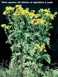 Tansy Ragwort - Coastal Invasive Species Committee