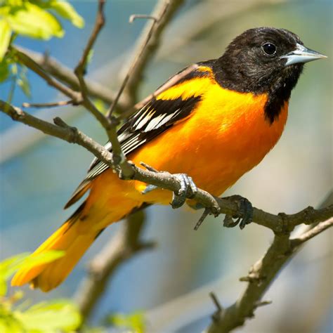 Bird of the Week: Baltimore Oriole - Huron-Clinton Metroparks