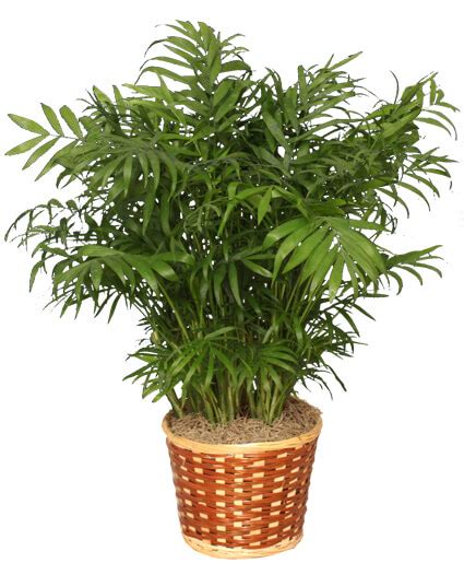 PARLOR PALM PLANT Chamaedorea elegans | All House Plants | Flower Shop Network