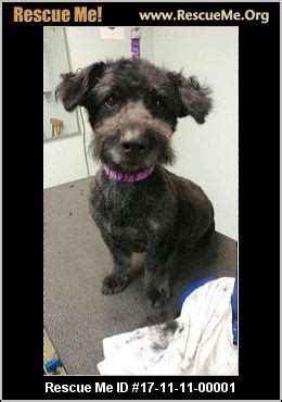 Washington Scottish Terrier Rescue ― ADOPTIONS ― RescueMe.Org