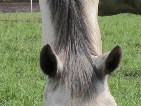 Horse Senses - Straightness Training