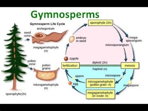 Describe the Life Cycle of Gymnosperms