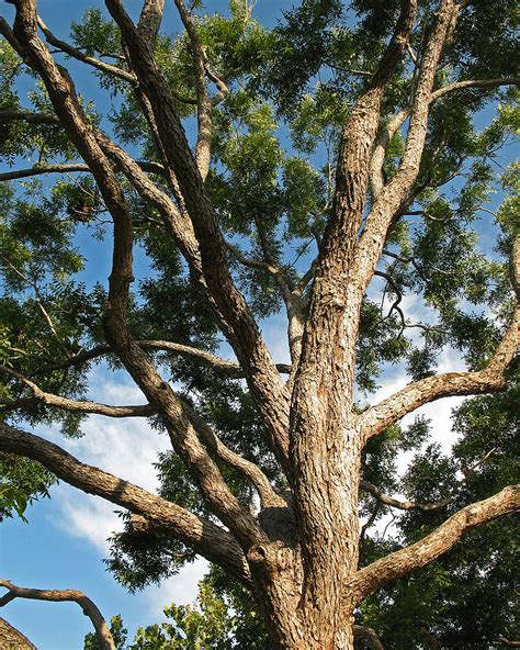 Native Texas Pecan Tree. Carya illinoensis Photograph by Connie Fox