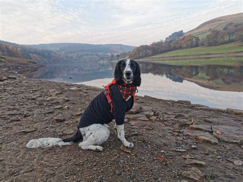 Derwent Reservoir - Dog Furiendly