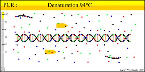 PCR animated